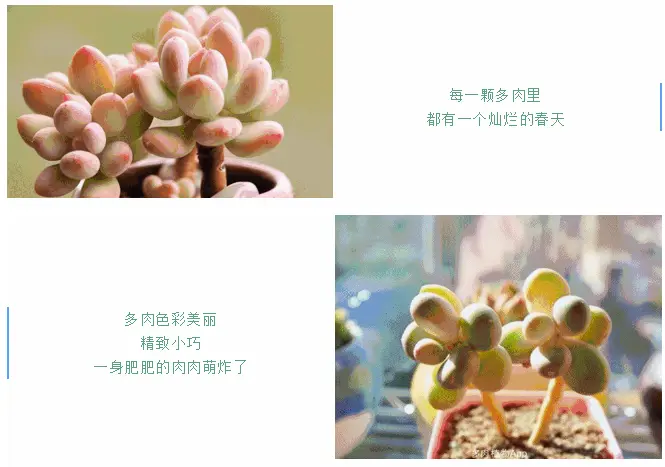 手植绿意 拾趣风景 | 汇丰·胜东花园多肉盆栽diy与你相约